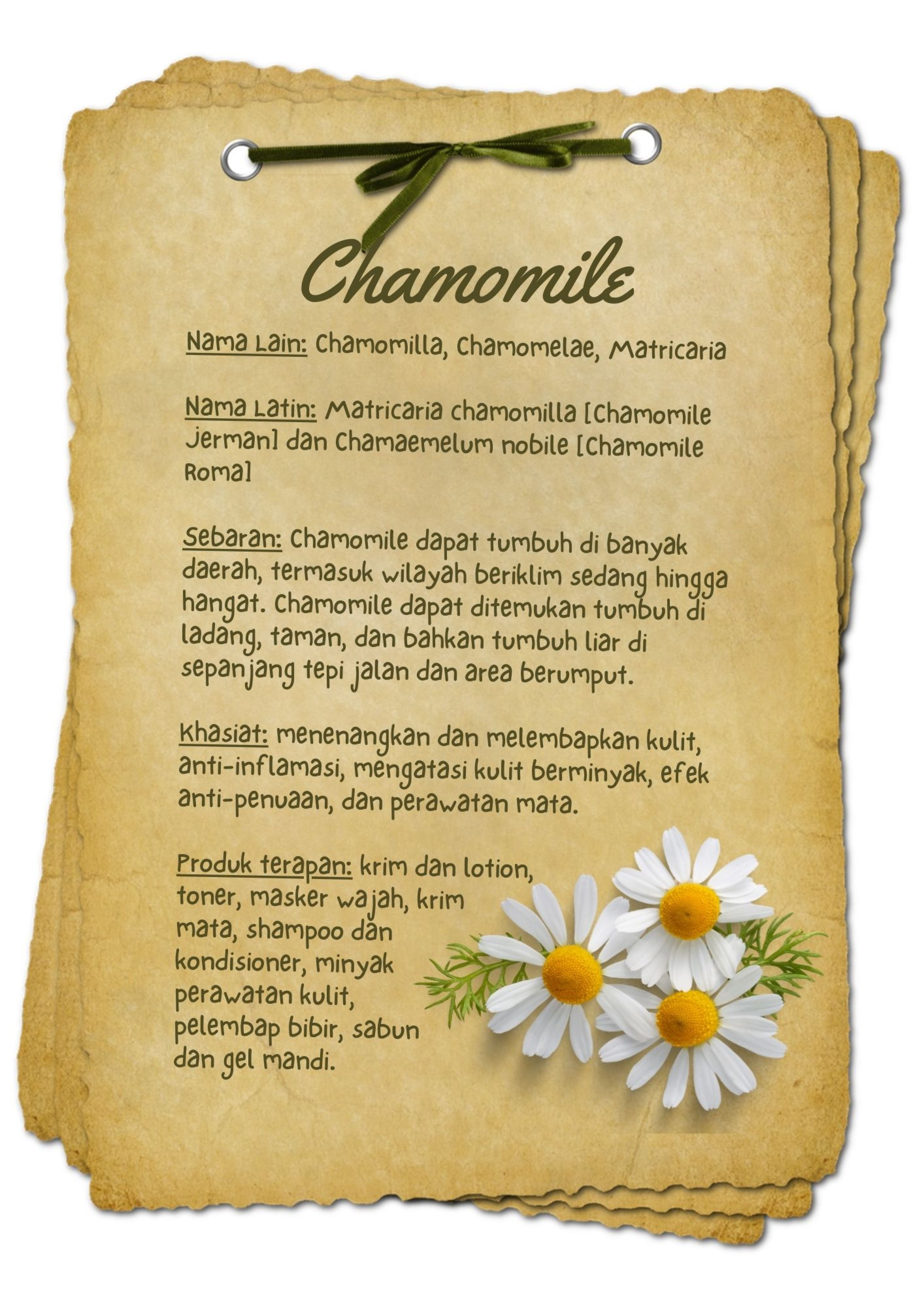 BAHAN AKTIF Chamomile - Beautyversity.jpg